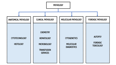 Pathology testing flow chart